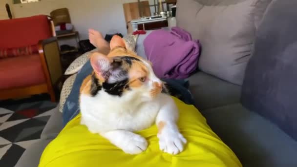 귀여운 고양이가 도려내고 귀여운 동물의 — 비디오
