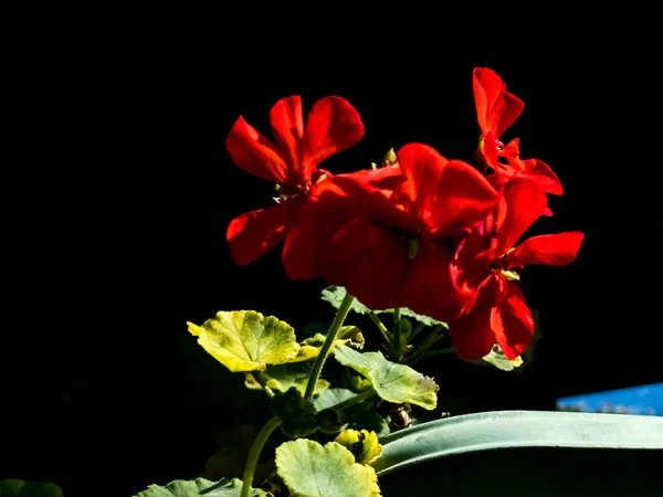 Fleur Rouge Sur Fond Noir Fleurs Romantiques — Photo