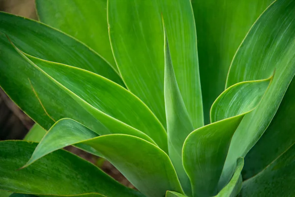 Lindas Folhas Plantas Verdes Folhagem Colorida Concepção Frutado Cordyline Variado — Fotografia de Stock