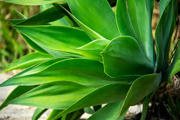 아름다운 식물의 잎입니다 Colsort Cordyline Fruity 컨셉트 — 스톡 사진