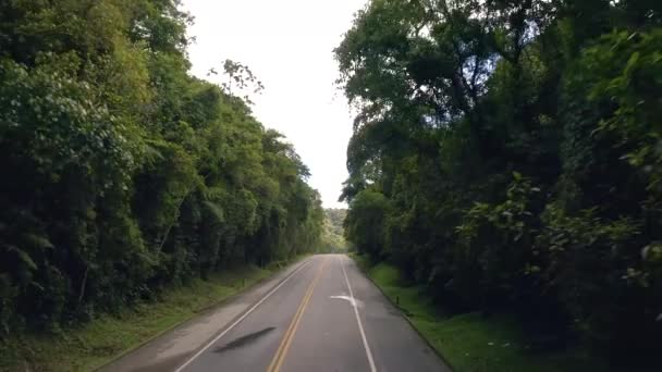 Ormandan Geçen Yol Tropikal Orman — Stok video