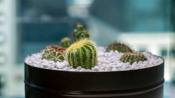 Kaktus Dohromady Jako Dekorace Vhodné Pro Domácí Dekoraci — Stock fotografie