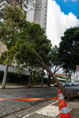 Şiddetli bir fırtınadan sonra ağaç dalı elektrik kablolarına takıldı. Sao Paulo, Brezilya. 