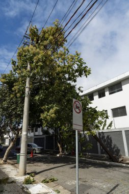 Şiddetli bir fırtınadan sonra ağaç dalı elektrik kablolarına takıldı. Sao Paulo, Brezilya. 