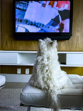 Beyaz köpek televizyon seyrediyor. Köpek televizyon izliyor..