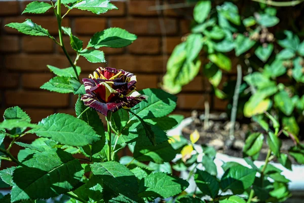 Rosa Gialla Viola Romanticismo Concetto Natura Design Giorno San Valentino — Foto Stock