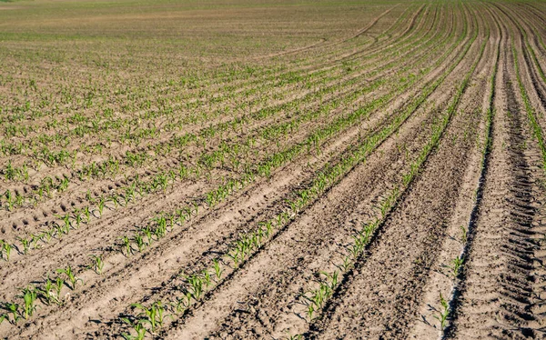 Rzędy kiełków kukurydzy zaczynają rosnąć. Młode sadzonki kukurydzy rosnące w glebie. Koncepcje rolnictwa. — Zdjęcie stockowe