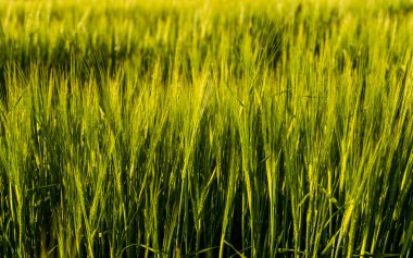 Baharda tarım alanında yetişen genç yeşil arpa. Olgunlaşmamış tahıllar. Tarım konsepti, organik gıda. Arpalar toprakta büyür. Gün batımında filizlenen arpaya yaklaş..