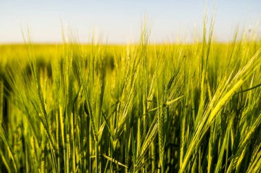 Baharda tarım alanında yetişen genç yeşil arpa. Olgunlaşmamış tahıllar. Tarım konsepti, organik gıda. Arpalar toprakta büyür. Gün batımında filizlenen arpaya yaklaş..