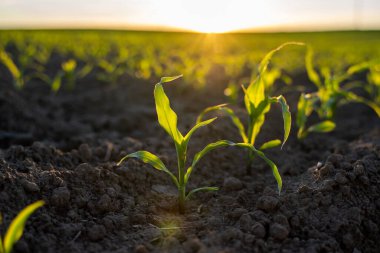 Günbatımının altında ekilmiş tarım tarlalarında filizlenen taze yeşil mısır filizleri, sığ tarlalar. Toprakta mısır filizleri olan tarım sahnesi yakın plan..