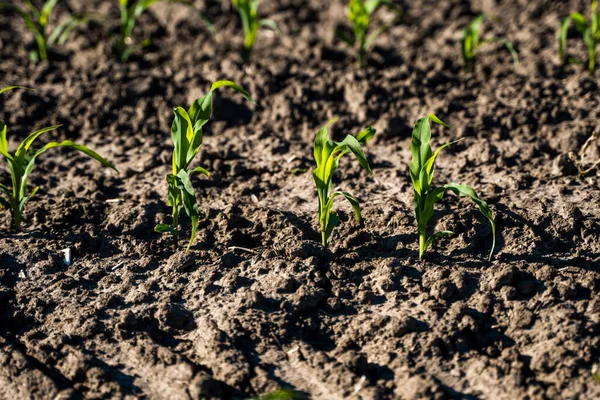 Zamknąć siewniki kukurydzy, zielone młode rośliny kukurydzy rosnące z gleby. Scena rolnicza z kiełkami kukurydzy w ziemi zbliżenie. — Zdjęcie stockowe