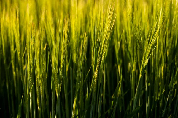 Cevada verde jovem que cresce no campo agrícola na primavera. Cereais não maduros. O conceito de agricultura, alimentos orgânicos. Brotos de cevada crescendo em solo. Close-up sobre a cevada brotando no pôr do sol. — Fotografia de Stock