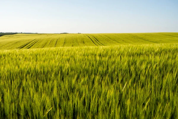 Cebada verde joven que crece en el campo agrícola en primavera. Cereales inmaduros. El concepto de agricultura, comida orgánica. Las cebadas brotan creciendo en el suelo. Primer plano sobre la cebada que brota en la puesta del sol. —  Fotos de Stock