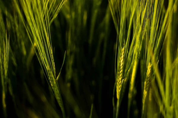 Giovane orzo verde che cresce in campo agricolo in primavera. Cereali acerbi. Il concetto di agricoltura, cibo biologico. Germoglio Barleys che cresce nel terreno. Close up sul germogliare dell'orzo al tramonto. — Foto Stock
