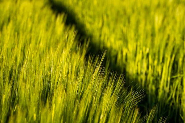 Giovane orzo verde che cresce in campo agricolo in primavera. Cereali acerbi. Il concetto di agricoltura, cibo biologico. Germoglio Barleys che cresce nel terreno. Close up sul germogliare dell'orzo al tramonto. — Foto Stock