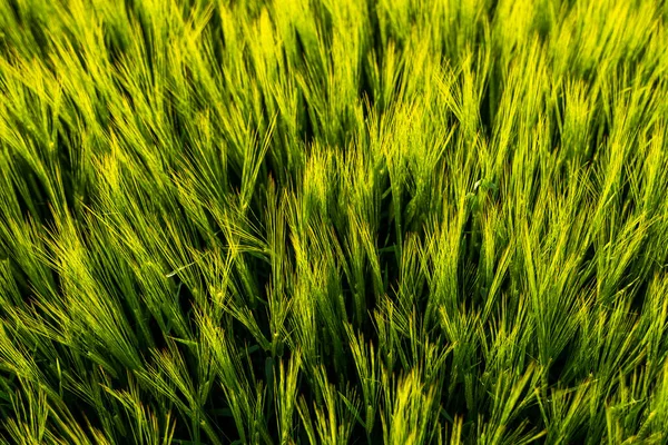 Unga gröna korn som växer på åkermark under våren. Omogen spannmål. Begreppet jordbruk, ekologisk mat. Barleys groddar växer i jord. Närbild på grodda korn i solnedgången. — Stockfoto