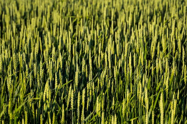 Frumento verde giovane che cresce in campo agricolo. Cereali acerbi. Il concetto di agricoltura, cibo biologico. Germoglio di grano che cresce nel terreno. Avvicinati al germogliare del grano al tramonto. — Foto Stock