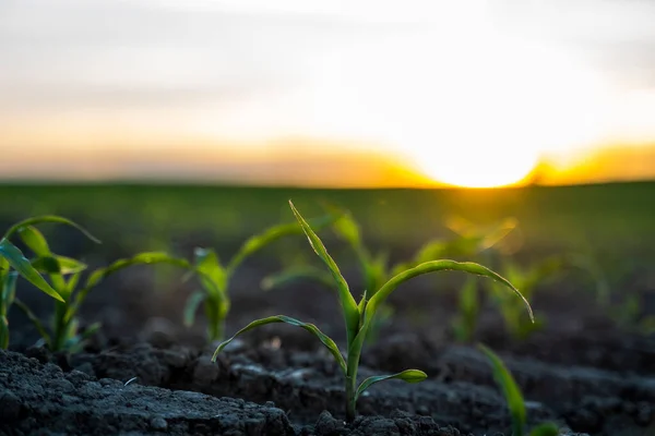 Hodowla młodych zielonych kiełków kukurydzy na uprawianym polu uprawnym pod zachodem słońca, płytka głębokość pola. Scena rolnicza z kiełkami kukurydzy w ziemi zbliżenie. — Zdjęcie stockowe