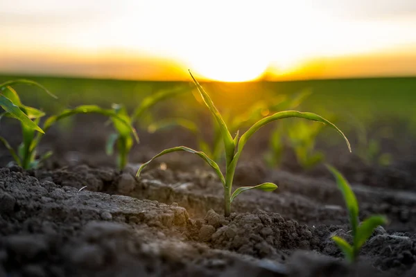 Cultiver de jeunes pousses de maïs vert dans un champ agricole cultivé sous le coucher du soleil, à faible profondeur de champ. Scène agricole avec des germes de maïs en gros plan. — Photo