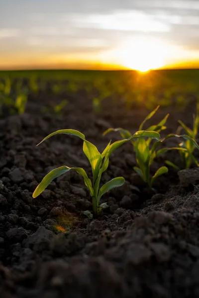 日落时分，在耕地里种植嫩绿色的玉米苗芽，深浅的田野。土地特写中玉米发芽的农业场景. — 图库照片