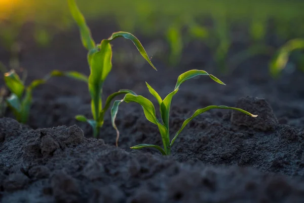 Cultiver de jeunes pousses de maïs vert dans un champ agricole cultivé sous le coucher du soleil, à faible profondeur de champ. Scène agricole avec des germes de maïs en gros plan. — Photo