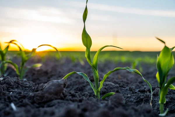 Cultiver de jeunes pousses de maïs vert dans un champ agricole cultivé sous le coucher du soleil, à faible profondeur de champ. Scène agricole avec des germes de maïs en gros plan. — Photo