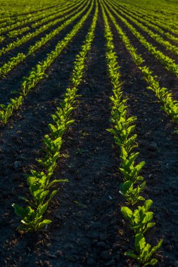 Tarımsal bir alanda perspektif olarak toprakta büyüyen düz sıra şeker pancarları. Şeker pancarı ekimi. Güneş tarafından aydınlatılan genç şeker pancarı filizleri. Tarım, organik.