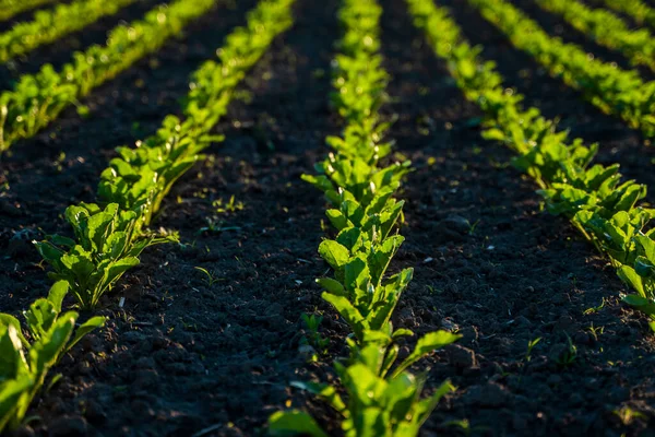 Proste rzędy buraków cukrowych rosnących w glebie w perspektywie na polu rolniczym. Uprawa buraków cukrowych. Młode pędy buraków cukrowych, oświetlone słońcem. Rolnictwo ekologiczne. — Zdjęcie stockowe