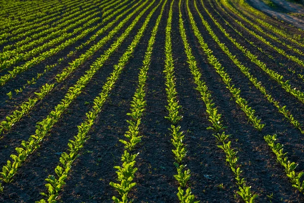 Straight rows of sugar beets growing in a soil in perspective on an agricultural field. Sugar beet cultivation. Young shoots of sugar beet, illuminated by the sun. Agriculture, organic. — Stock Photo, Image