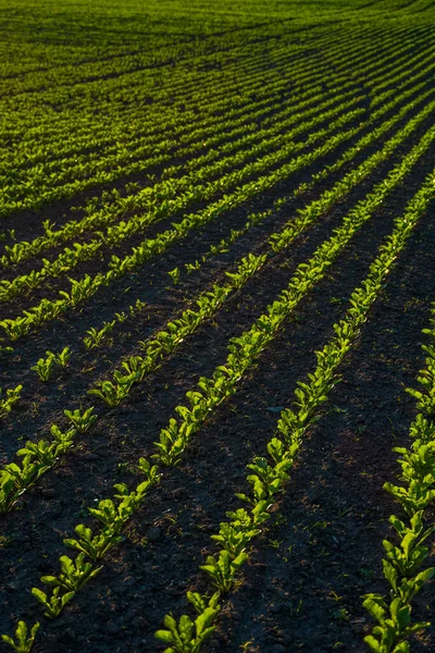 Linhas retas de beterraba sacarina que crescem em um solo em perspectiva em um campo agrícola. Cultivo de beterraba sacarina. Jovens rebentos de beterraba sacarina, iluminados pelo sol. Agricultura, agricultura biológica. — Fotografia de Stock