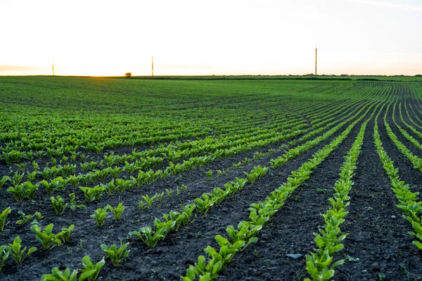 Proste rzędy buraków cukrowych rosnących w glebie w perspektywie na polu rolniczym. Uprawa buraków cukrowych. Młode pędy buraków cukrowych, oświetlone słońcem. Rolnictwo ekologiczne. — Zdjęcie stockowe