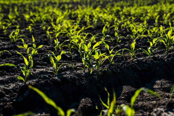 Близько до посіву рослини кукурудзи, зелені молоді кукурудзяні рослини, що ростуть з ґрунту. Сільськогосподарська сцена з паростками кукурудзи в землі крупним планом . — стокове фото