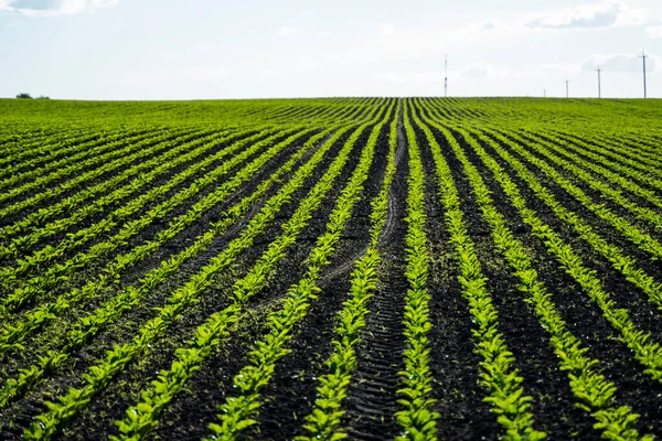 Straight rows of sugar beets growing in a soil in perspective on an agricultural field. Sugar beet cultivation. Young shoots of sugar beet, illuminated by the sun. Agriculture, organic.