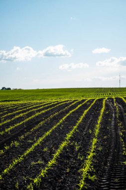 Mısır filizleri büyümeye başlıyor. Bereketli bir toprakta yetişen genç mısır fidanları. Genç mısırların yetiştiği bir tarla. Kırsal alan.
