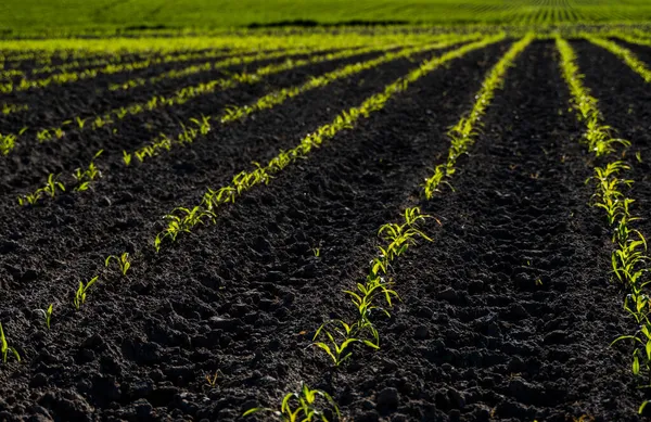 Ряды кукурузы начинают расти. Молодые кукурузные саженцы растут в плодородной почве. Сельскохозяйственное поле, на котором растет молодая кукуруза. Сельский пейзаж. — стоковое фото