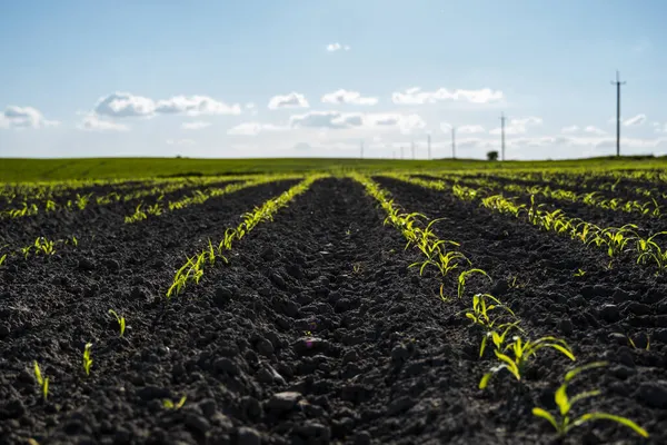 Ряди кукурудзяних паростків починають рости. Молоді саджанці кукурудзи ростуть у родючому грунті. Сільськогосподарське поле, на якому вирощується молода кукурудза. Сільський пейзаж . — стокове фото