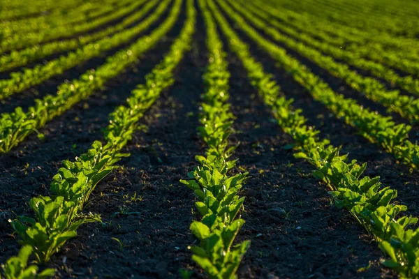 Las filas rectas de la remolacha azucarera que crecen en el suelo en la perspectiva sobre el campo agrícola. Cultivo de remolacha azucarera. Brotes jóvenes de remolacha azucarera, iluminados por el sol. Agricultura, ecológica. —  Fotos de Stock