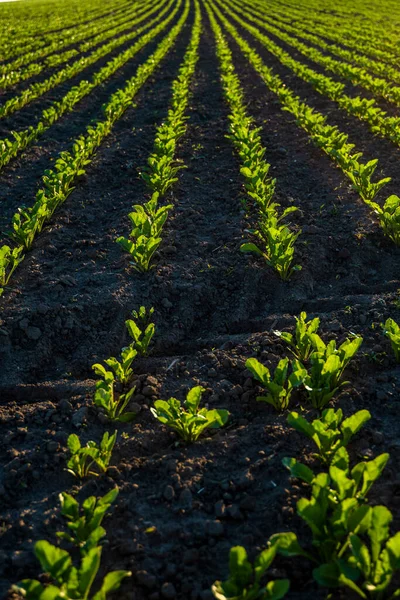 Прямі ряди цукрових буряків, що ростуть у грунті в перспективі на сільськогосподарському полі. Вирощування цукрових буряків. Молоді пагони цукрового буряку, освітлені сонцем. Сільське господарство, органічне . — стокове фото