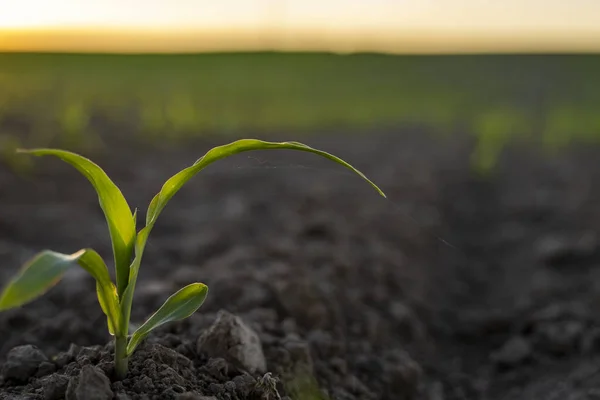 Növekvő fiatal zöld kukorica csírák termesztett mezőgazdasági gazdaság területén a naplemente alatt, sekély mélységű területen. Mezőgazdasági jelenet kukorica csírák a föld közelében. — Stock Fotó