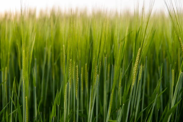 Giovane orzo verde che cresce in campo agricolo in primavera. Cereali acerbi. Il concetto di agricoltura, cibo biologico. Germoglio Barleys che cresce nel terreno. Close up sul germogliare dell'orzo al tramonto. — Foto Stock