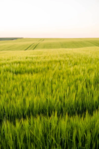 Cebada verde joven que crece en el campo agrícola en primavera. Cereales inmaduros. El concepto de agricultura, comida orgánica. Las cebadas brotan creciendo en el suelo. Primer plano sobre la cebada que brota en la puesta del sol. —  Fotos de Stock