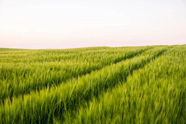 Cebada verde joven que crece en el campo agrícola en primavera. Cereales inmaduros. El concepto de agricultura, comida orgánica. Las cebadas brotan creciendo en el suelo. Primer plano sobre la cebada que brota en la puesta del sol. —  Fotos de Stock