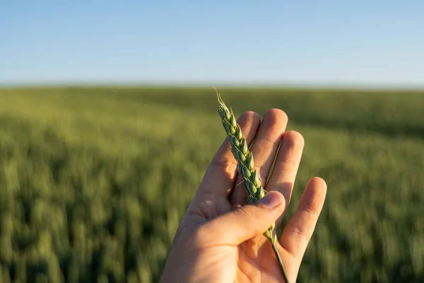 農家は農地に小麦の緑の耳を持っています。熟れていないシリアル。農業、有機食品の概念。小麦は土で成長する。小麦を発芽させる上で閉じる. — ストック写真