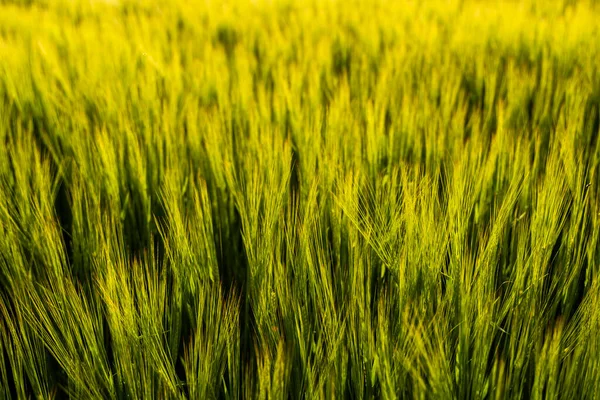 Giovane orzo verde che cresce in campo agricolo in primavera. Cereali acerbi. Il concetto di agricoltura, cibo biologico. Germoglio Barleys che cresce nel terreno. Close up sul germogliare dell'orzo al tramonto. — Foto Stock