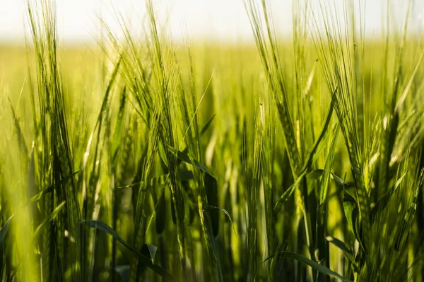 Young green barley growing in agricultural field in spring. Unripe cereals. The concept of agriculture, organic food. Barleys sprout growing in soil. Close up on sprouting barley in sunset.