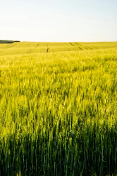 Stock image Young green barley growing in agricultural field in spring. Unripe cereals. The concept of agriculture, organic food. Barleys sprout growing in soil. Close up on sprouting barley in sunset.