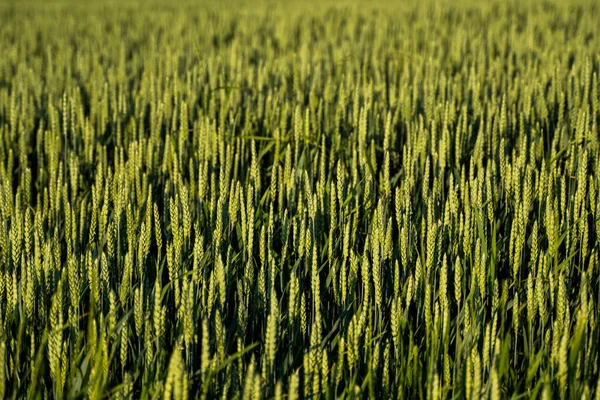 L'agricoltore tiene una spiga verde di grano sul campo agricolo. Cereali acerbi. Il concetto di agricoltura, cibo biologico. Germoglio di grano che cresce nel terreno. Primo piano sul germogliare del grano. — Foto Stock