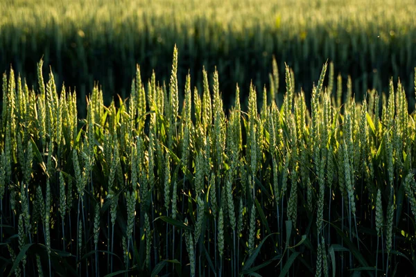 Ungt grönt vete som odlas på jordbruksmark. Omogen spannmål. Begreppet jordbruk, ekologisk mat. Vete groddar växer i jord. Närbild på groddar vete i solnedgången. — Stockfoto
