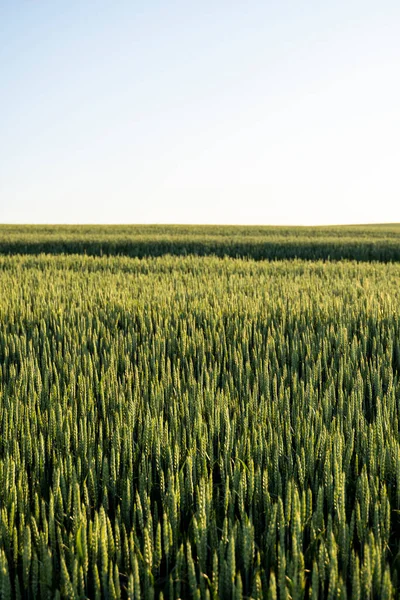 Νεαρό πράσινο σιτάρι που καλλιεργείται στο γεωργικό τομέα. Μη ώριμα δημητριακά. Η έννοια της γεωργίας, των βιολογικών τροφίμων. Φύτρα σιταριού αναπτύσσονται στο έδαφος. Κοντινό πλάνο στο σιτάρι βλάστησης στο ηλιοβασίλεμα. — Φωτογραφία Αρχείου