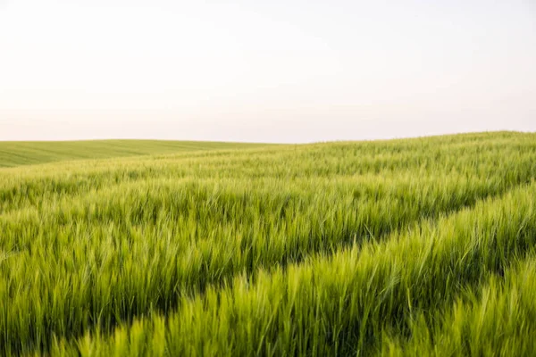 Cebada verde joven que crece en el campo agrícola en primavera. Cereales inmaduros. El concepto de agricultura, comida orgánica. Las cebadas brotan creciendo en el suelo. Primer plano sobre la cebada que brota en la puesta del sol. —  Fotos de Stock